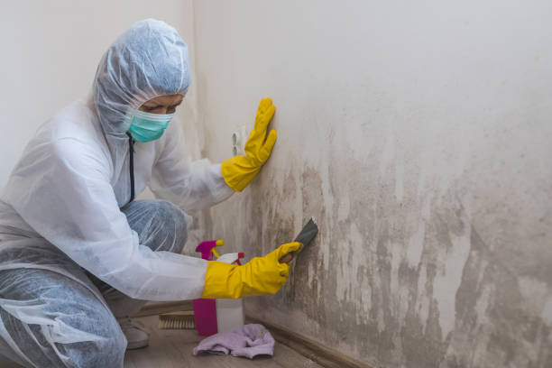 Best Commercial Mold Removal  in Oberlin, OH