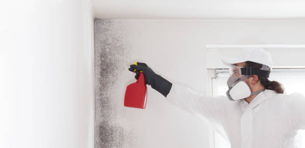 Best Office Mold Removal Services  in Oberlin, OH