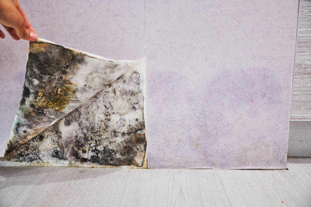 Crawl Space Mold Removal in Oberlin, OH